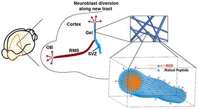 Migration and Differentiation of Neural Stem Cells Diverted From the Subventricular Zone by an Injectable Self-Assembling β-Peptide Hydrogel